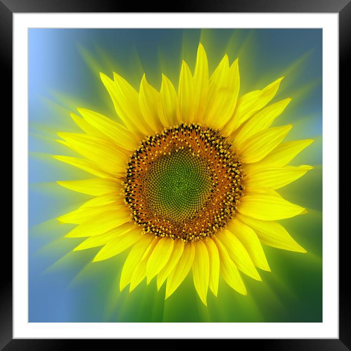 a bright sunflower Framed Mounted Print by Marinela Feier