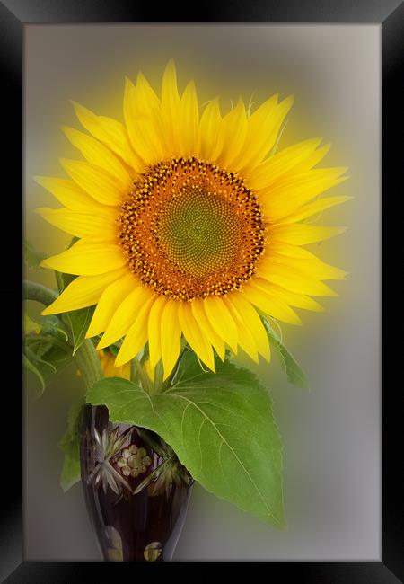 a glowing sunflower Framed Print by Marinela Feier