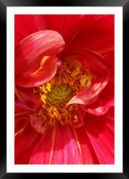 red petals Framed Mounted Print by Marinela Feier