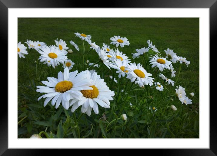 white daisies Framed Mounted Print by Marinela Feier