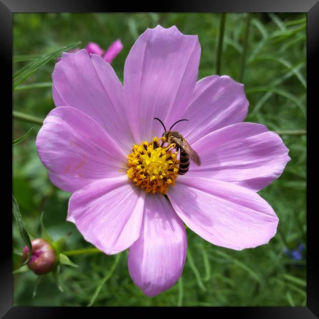 bee on flower Framed Print by Marinela Feier