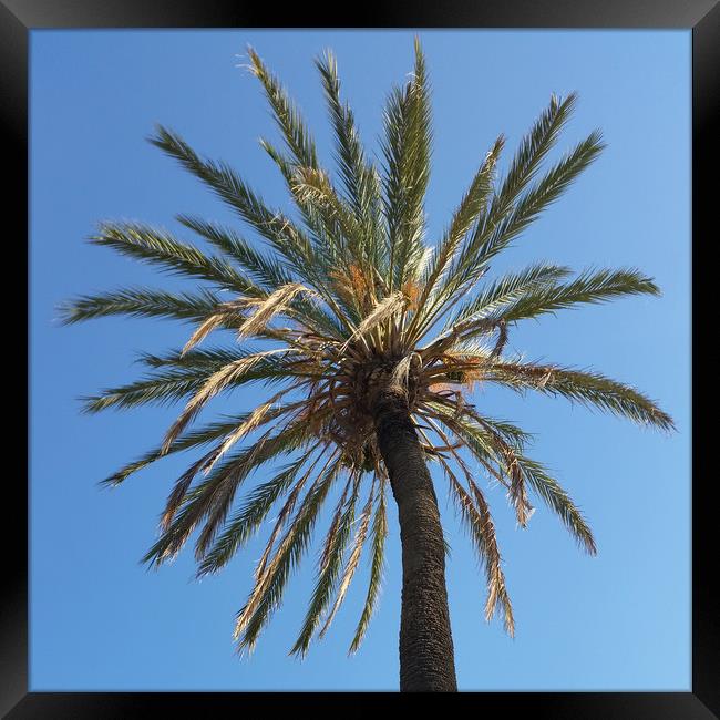 crown of a palm tree Framed Print by Marinela Feier