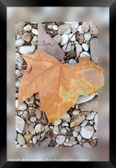 a rusty leaf on pebbles Framed Print by Marinela Feier