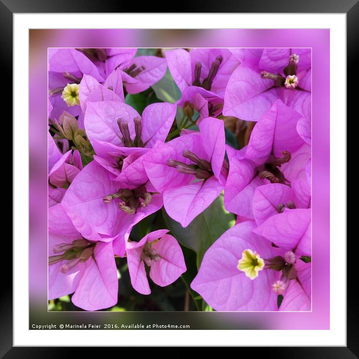 small pink flowers Framed Mounted Print by Marinela Feier