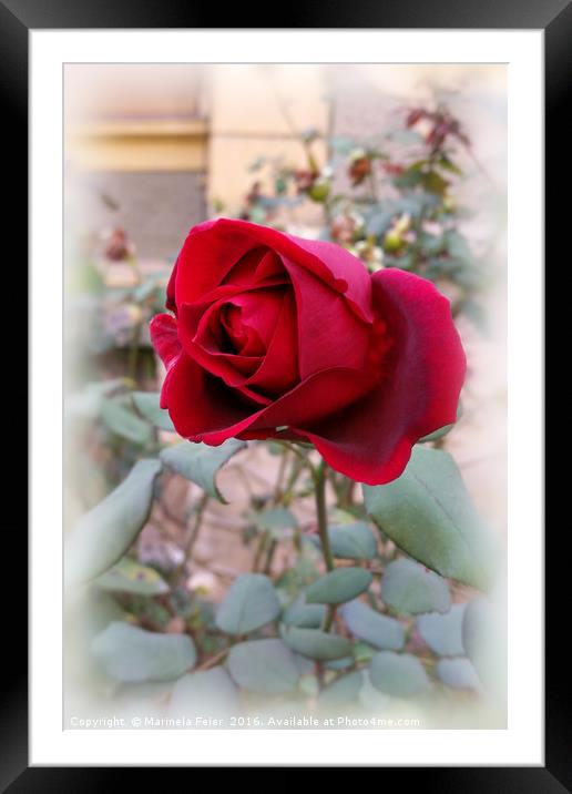 last red rose Framed Mounted Print by Marinela Feier