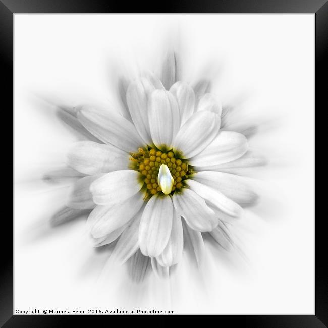 bloom in shades of white Framed Print by Marinela Feier