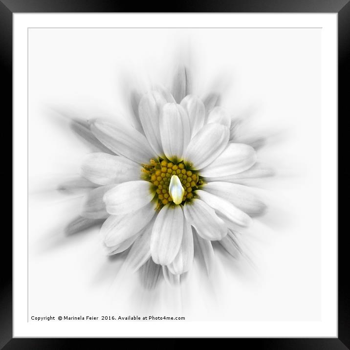 bloom in shades of white Framed Mounted Print by Marinela Feier