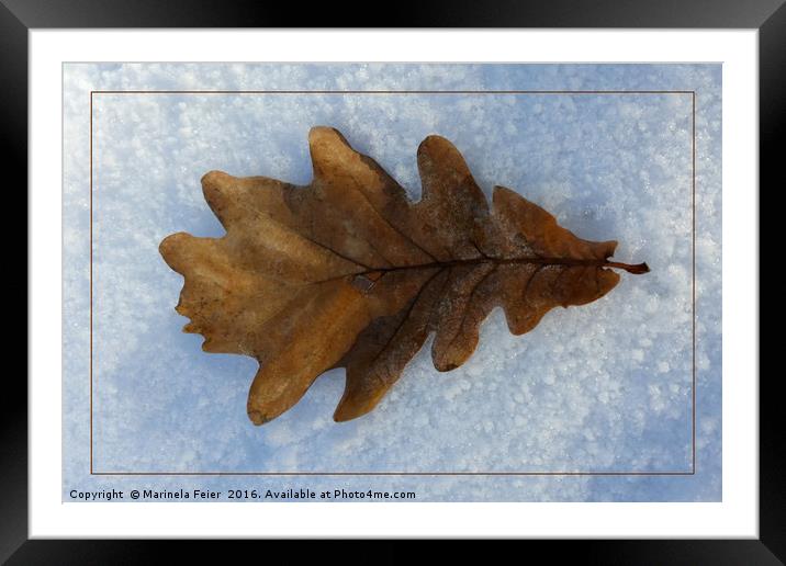 leaf on snow Framed Mounted Print by Marinela Feier