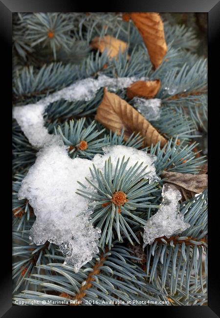 patch of snow Framed Print by Marinela Feier