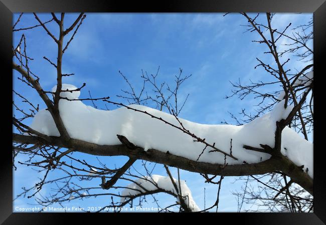 Snow on branches Framed Print by Marinela Feier
