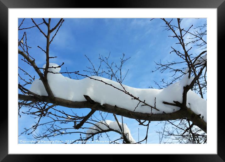 Snow on branches Framed Mounted Print by Marinela Feier