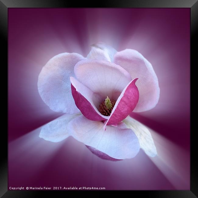 pink magnolia shades Framed Print by Marinela Feier
