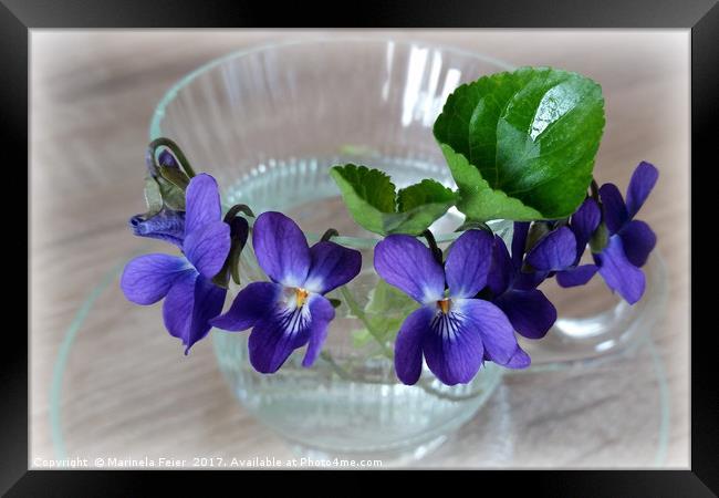 cup of violets Framed Print by Marinela Feier