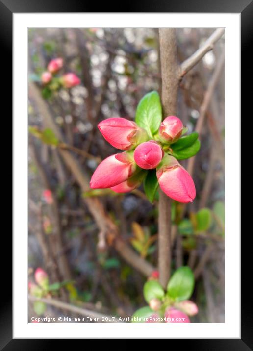 new red buds Framed Mounted Print by Marinela Feier