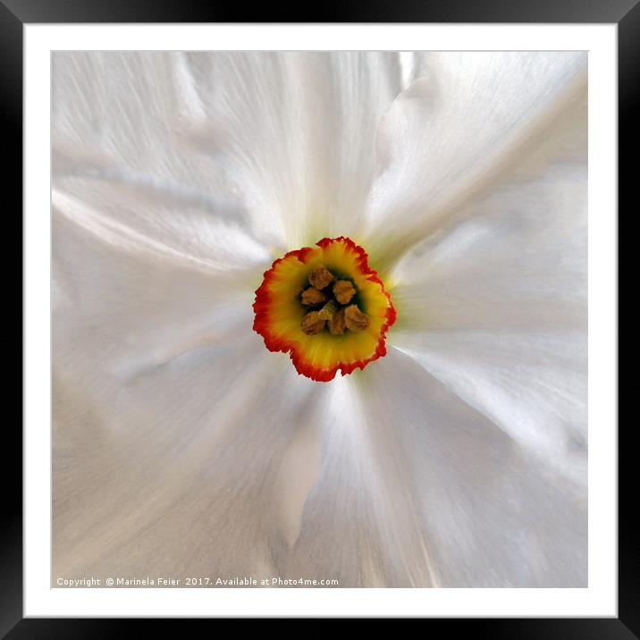 pearl white narcissus Framed Mounted Print by Marinela Feier