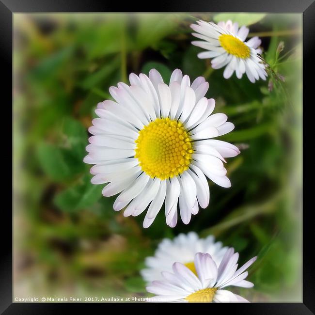 Tiny daisies Framed Print by Marinela Feier