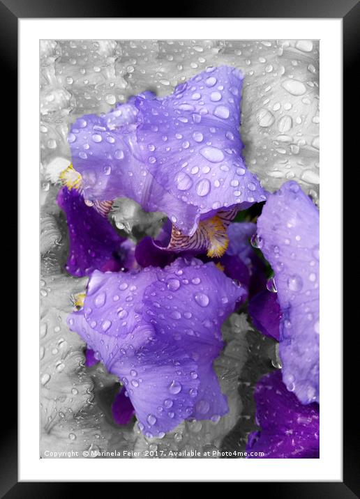 raindrops on iris Framed Mounted Print by Marinela Feier