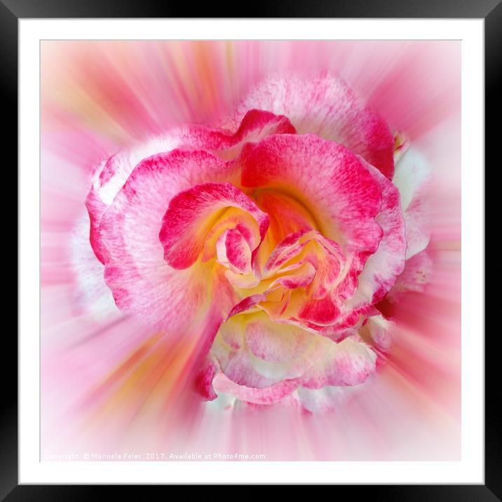 yellow pink Rose Framed Mounted Print by Marinela Feier