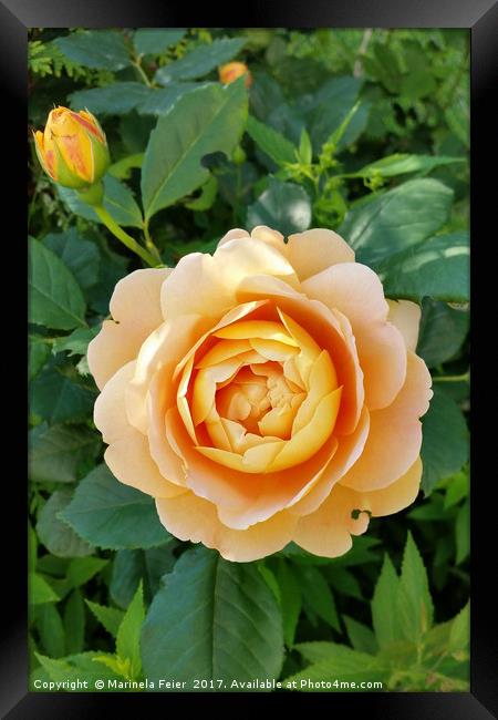 Golden colored rose Framed Print by Marinela Feier