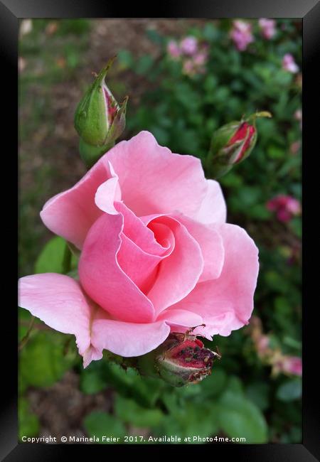 pink rose blooming Framed Print by Marinela Feier