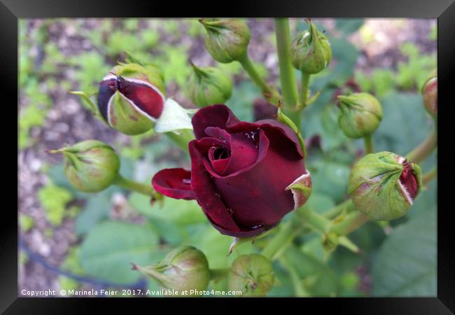 Burgundy rose after rain Framed Print by Marinela Feier