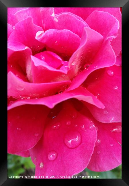 pink rose petals Framed Print by Marinela Feier