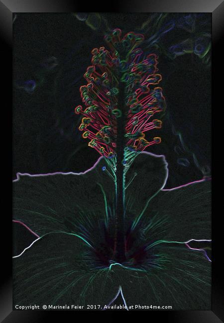 velvet colored flower Framed Print by Marinela Feier