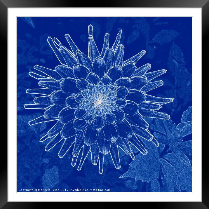 flower on blue Framed Mounted Print by Marinela Feier