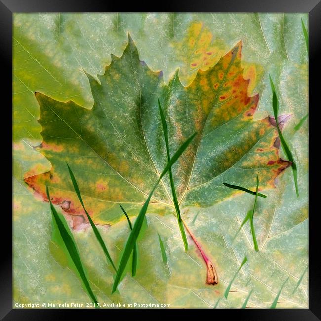 Late autumn Framed Print by Marinela Feier