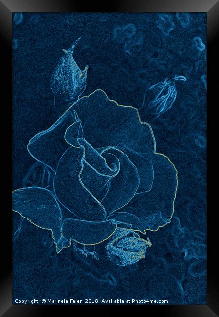 blue rose contour Framed Print by Marinela Feier