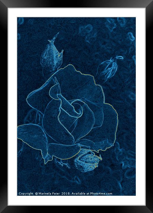 blue rose contour Framed Mounted Print by Marinela Feier
