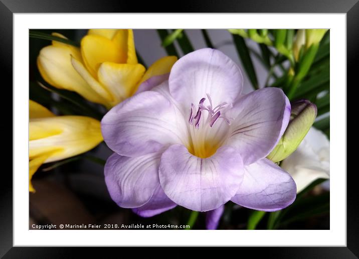 open violet freesia Framed Mounted Print by Marinela Feier