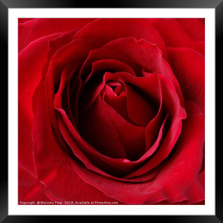 deep red rose Framed Mounted Print by Marinela Feier