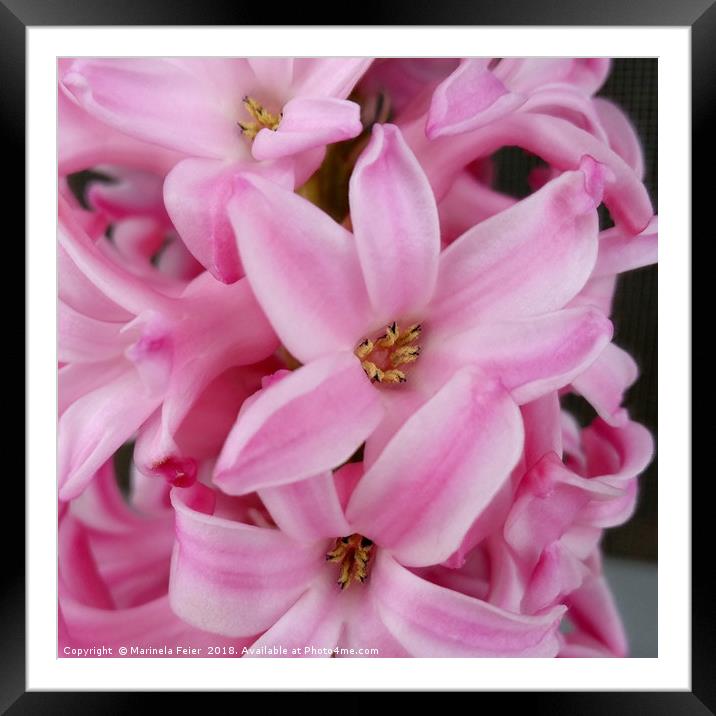 pink hyacinth flower Framed Mounted Print by Marinela Feier