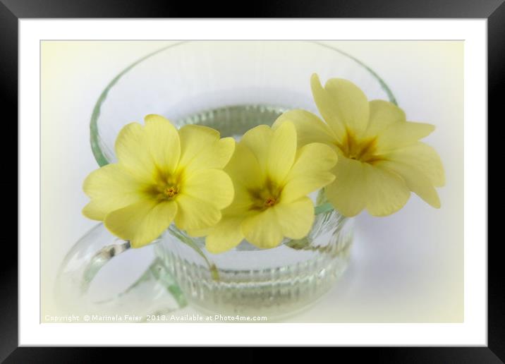 primrose in a coffee cup Framed Mounted Print by Marinela Feier