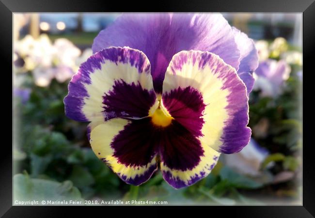 colorful spring Pansy Framed Print by Marinela Feier