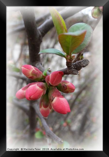 wild quince blooming Framed Print by Marinela Feier