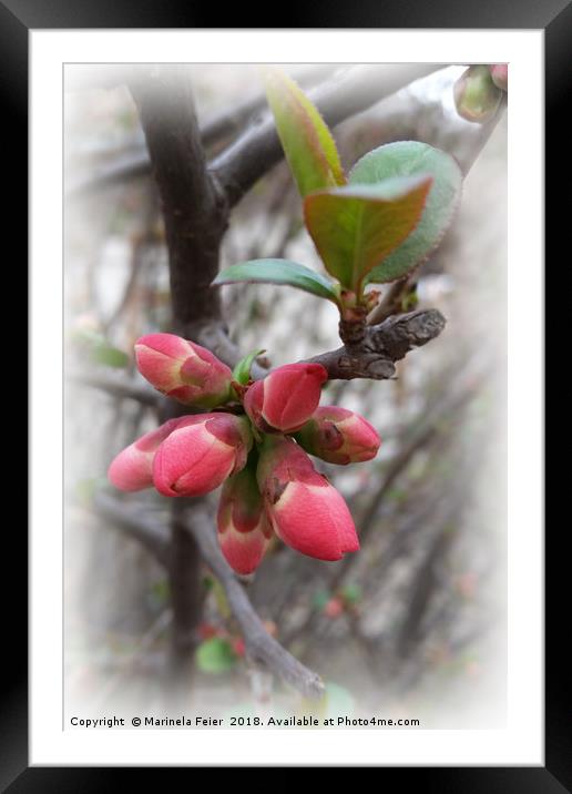 wild quince blooming Framed Mounted Print by Marinela Feier