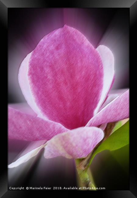 pink magnolia flower Framed Print by Marinela Feier