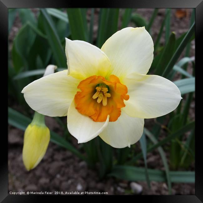 white daffodil shining Framed Print by Marinela Feier