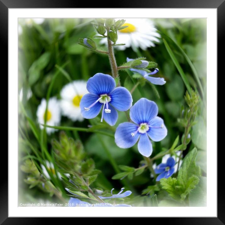 tiny blue flowers Framed Mounted Print by Marinela Feier