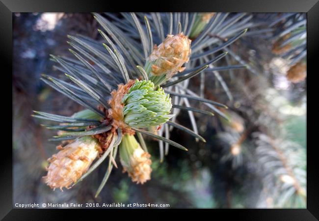 spring fir buds Framed Print by Marinela Feier