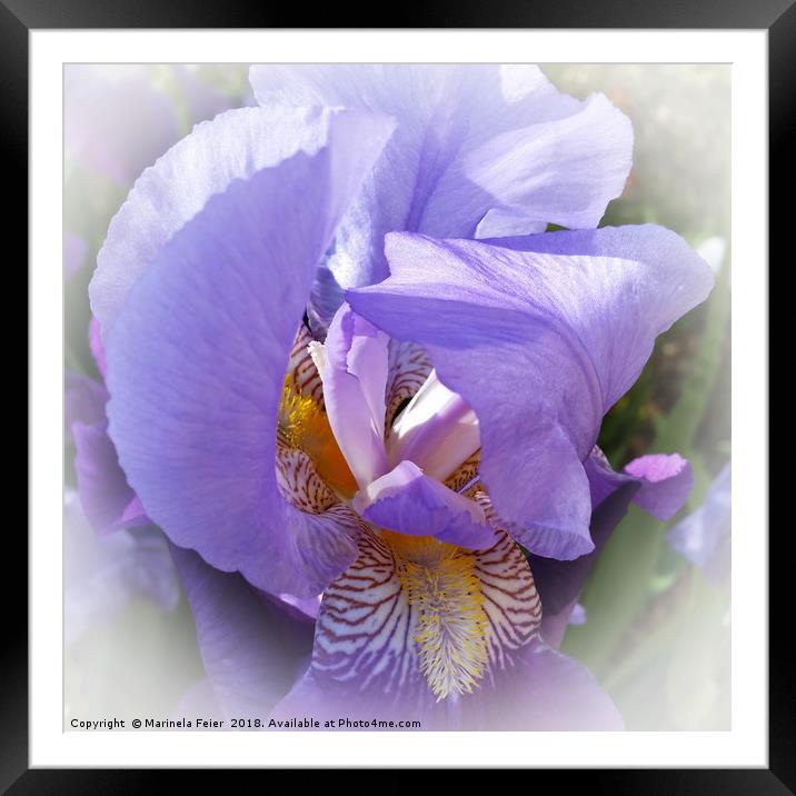 purple iris Framed Mounted Print by Marinela Feier