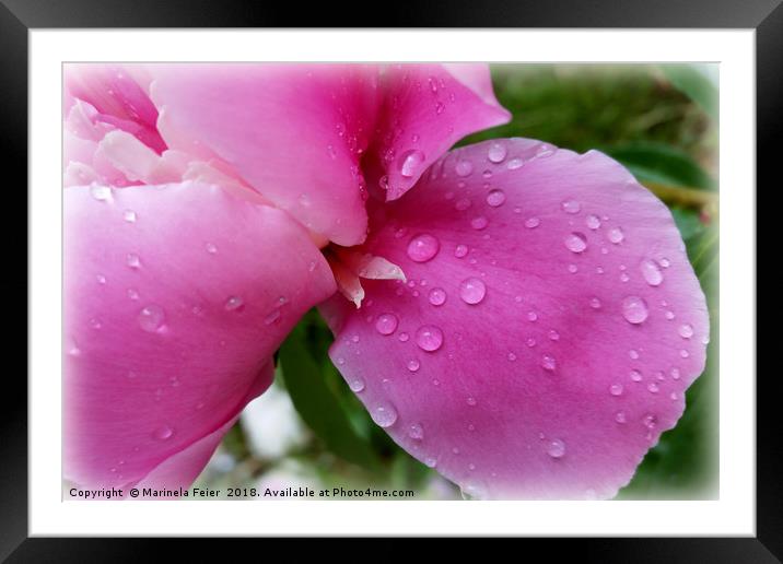 stray petal in the rain Framed Mounted Print by Marinela Feier