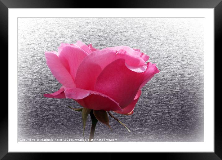 pink over gray Framed Mounted Print by Marinela Feier