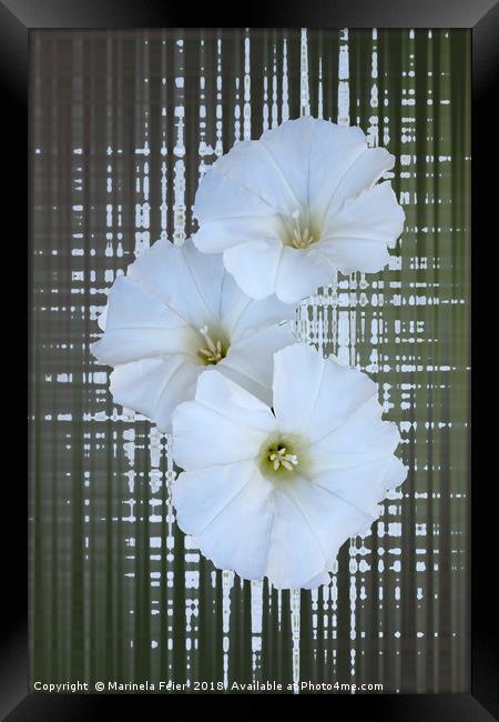 three white flowers Framed Print by Marinela Feier