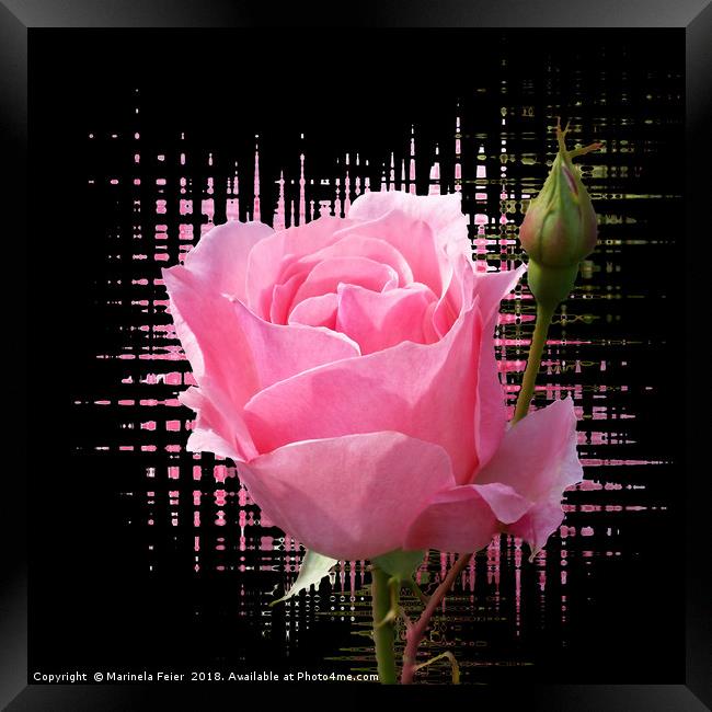 pink rose splash Framed Print by Marinela Feier