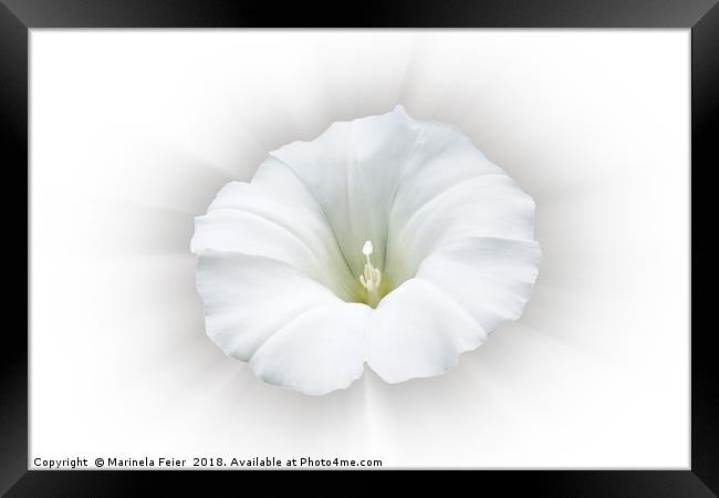 white and shades of gray Framed Print by Marinela Feier