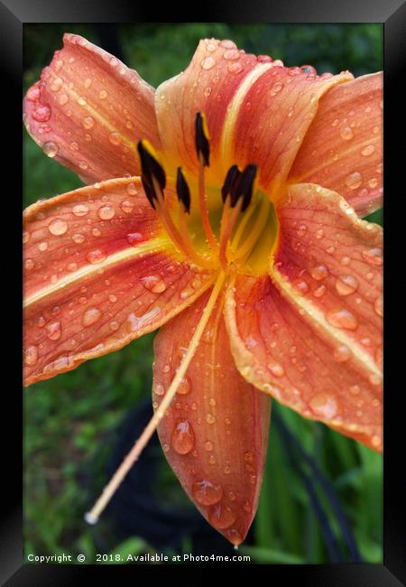 One day lily Framed Print by Marinela Feier
