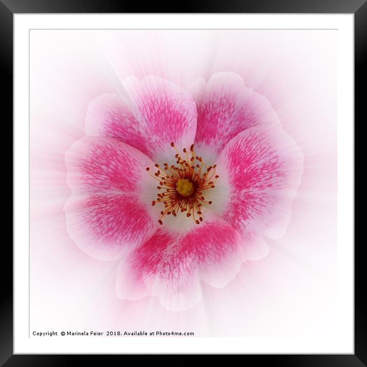 bright pink flower Framed Mounted Print by Marinela Feier
